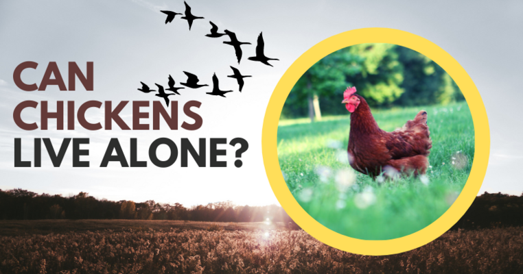 Are chickens capable of living alone?