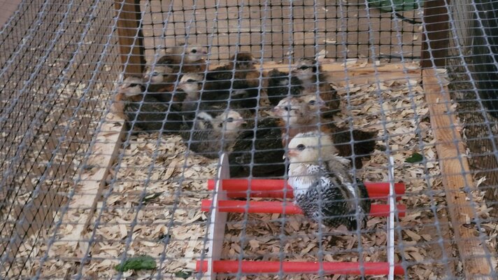 Baby Chicks.jpg