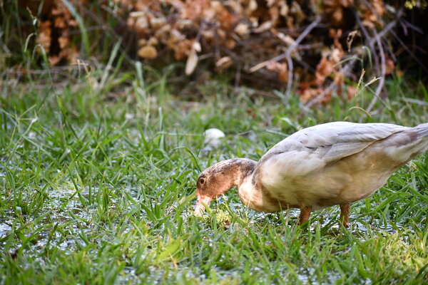 DSC_2680.JPG