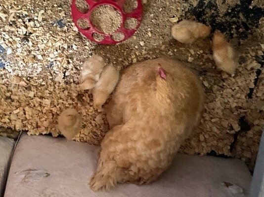 Baby Peeps and Mom 5.jpg