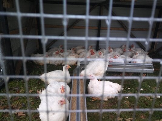 chickens.jpg