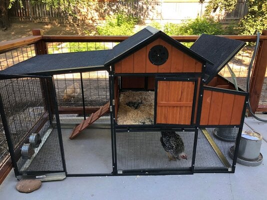 Our Backyard Chickens! The Tree Flock!