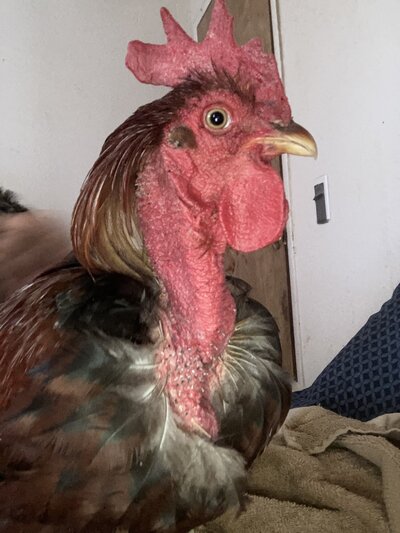 31F65971-9B4D-47DD-B6F8-ED303E517D2D.jpeg
