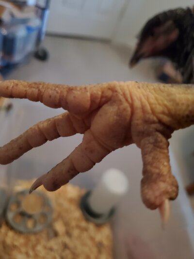 Chicken 3.jpg