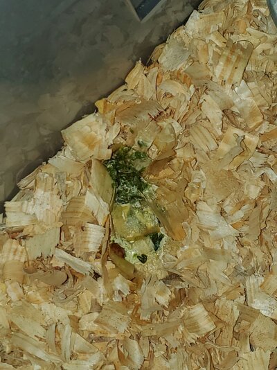 Chicken 4.jpg