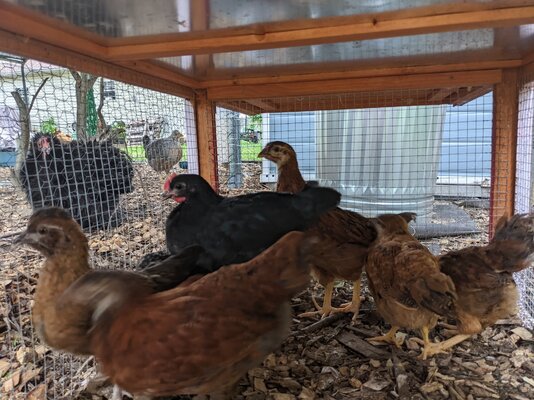 Chicks1.jpg Chicks1.jpg