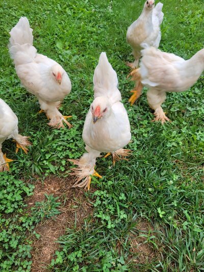 Lavender Buff Columbian Brahma cockerels - 3 available Western NC