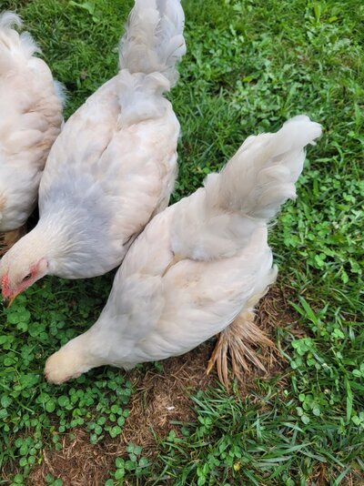 Lavender Brahma Roosters in Crumlin on Freeads Classifieds