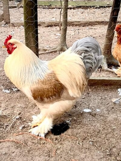 Lavender Brahma!  BackYard Chickens - Learn How to Raise Chickens