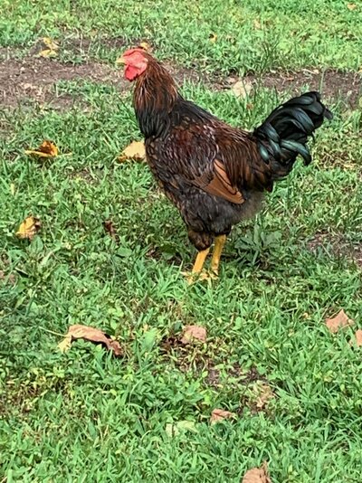golden wyandotte rooster 4 months old.jpg
