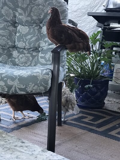 Barred Rock on the Furniture.JPG Barred Rock on the Furniture.JPG