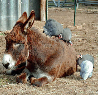 donkey guineas (3 of 1).jpg