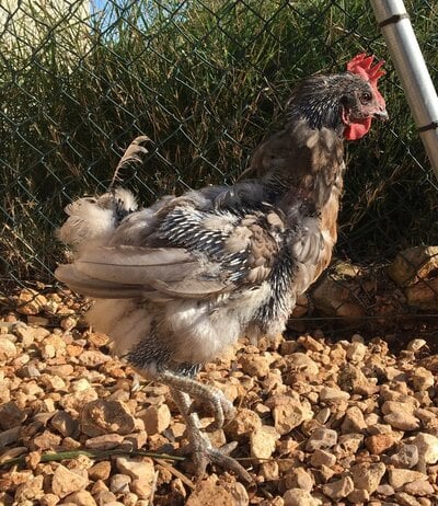 2021 molt_2_cropped.jpg