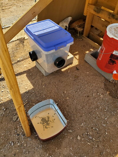 feeder day 3 lr.jpg