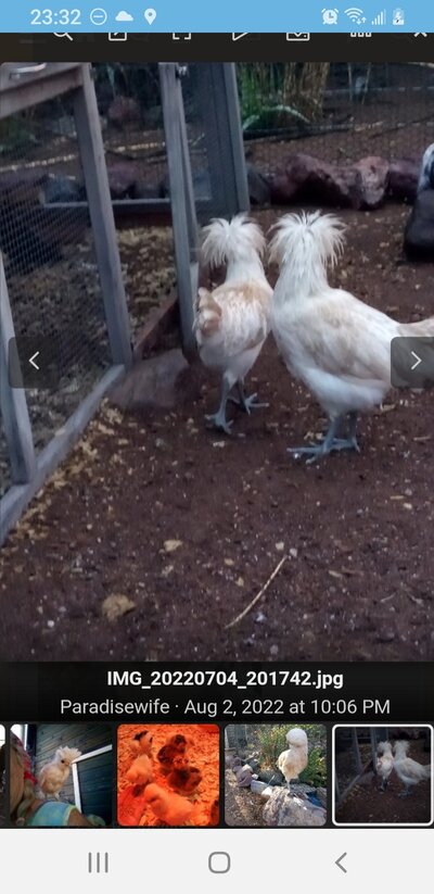 Screenshot_20220802-233201_BackYard Chickens.jpg