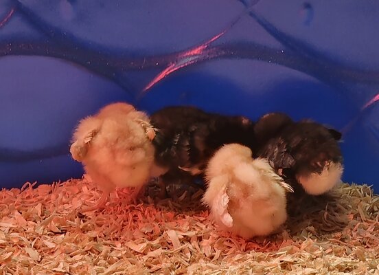 Chicks1.jpg