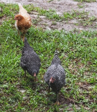 Chicks2.jpg