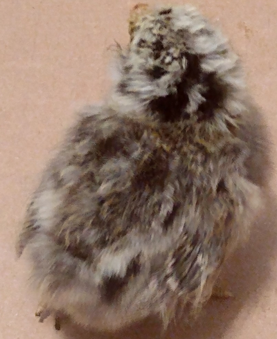 Chick3.png