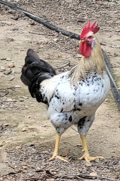 Unknown rooster.jpg