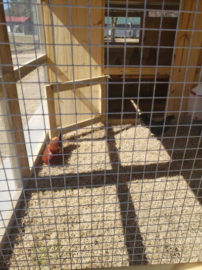 coop 3 chickens.jpg