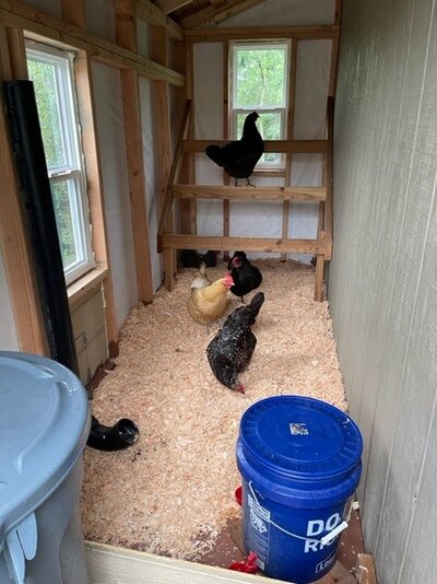chickens.jpg