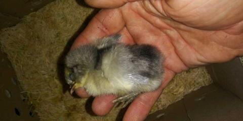 dead chick.jpg