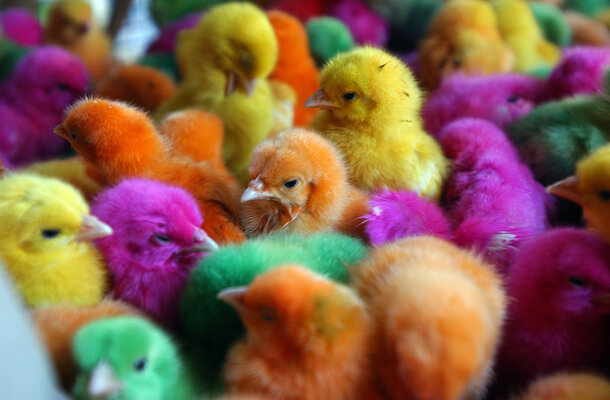 339064-Dyed+Chickens.jpg