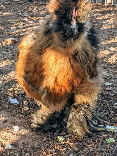 Griffin.jpg