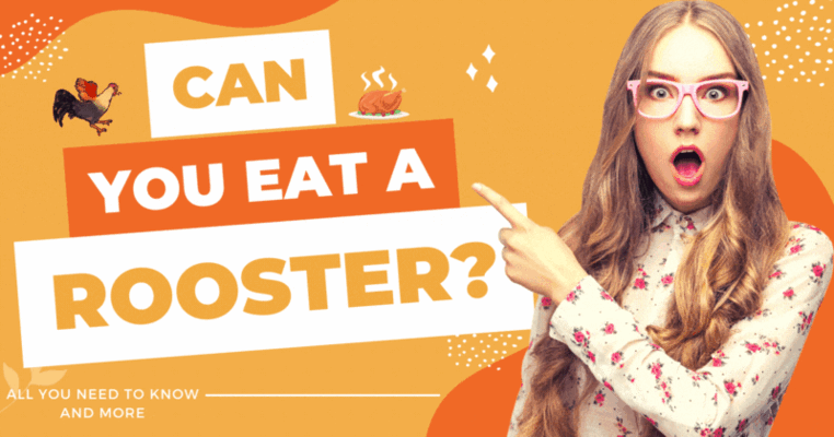 Can You Eat A Rooster? All You Need To Know And More