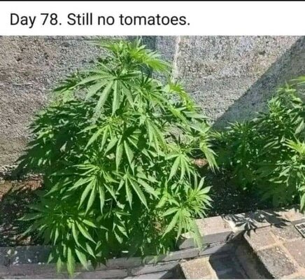 tomatoes.jpg