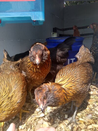Easter eggers. Easter eggers.