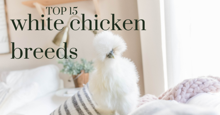 Top 15 White Chicken Breeds (With Pictures)