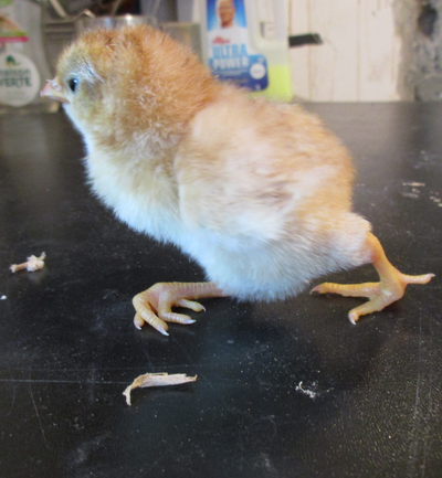 NHR Chick1.png