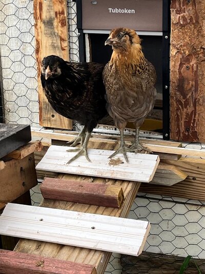 dottie and malifacent coming outside.jpg