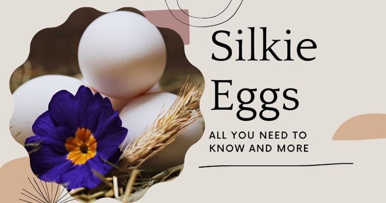 Silkie Eggs: All You Need To Know And More