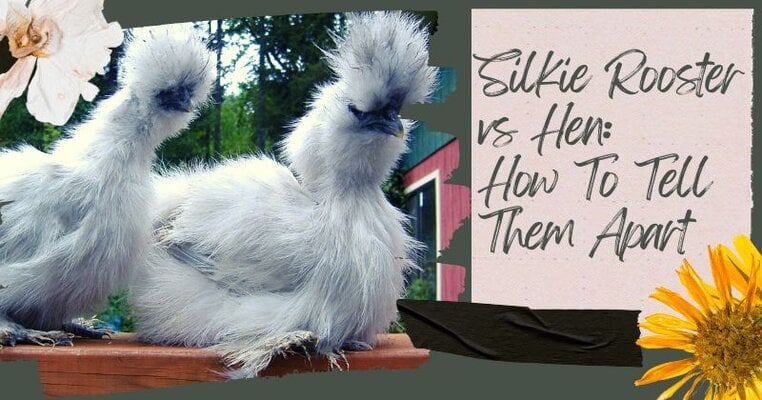 Silkie Rooster vs Hen How To Tell Them Apart.jpg