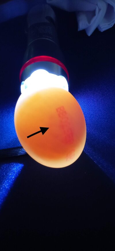 duck egg 2.jpg