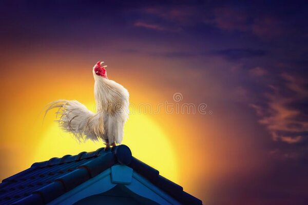 white-rooster-chicken-cock-crowing-roof-beautiful-sunrise-sky-early-morning-concept-121171197.jpg
