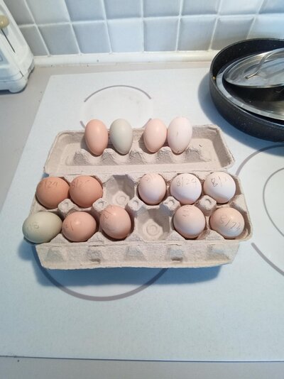 More Elongated Eggs.jpg