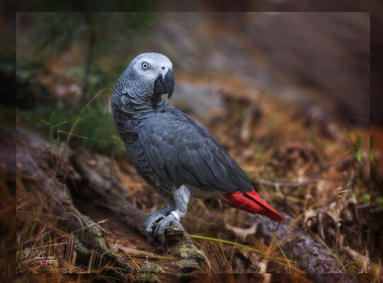 OCT_7488 V _Framed.jpg