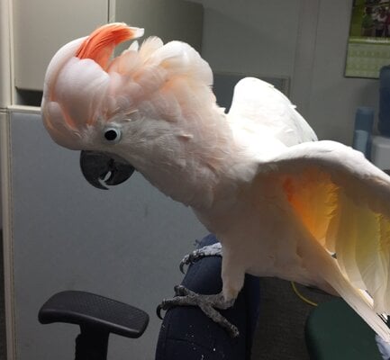 da boid.JPG