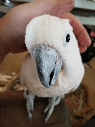 pest 1.jpg