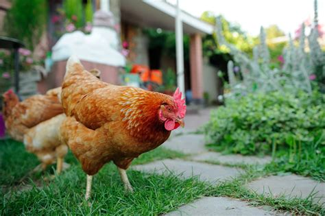 Which breed of chickens to choose when starting your flock life