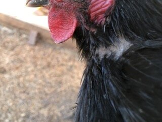 IMG_1339 Small.jpeg