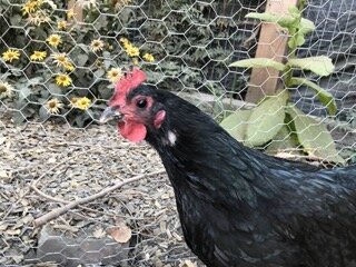 IMG_1347 Small.jpeg