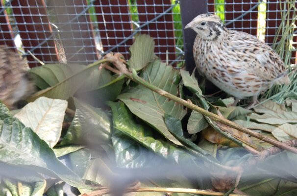 quail2021.jpg