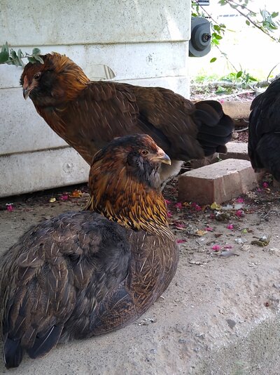 Easter egger.jpg Easter egger.jpg
