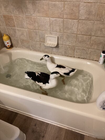 image.jpg