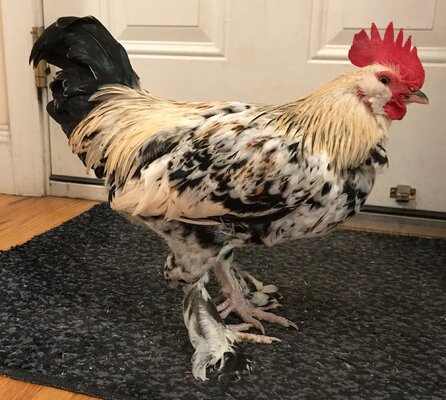 Elijah Fishsticks 4mths.jpg