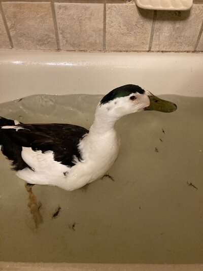 image.jpg